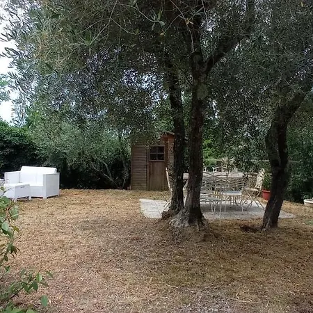 Il Glicine Nel Giuggiolo
